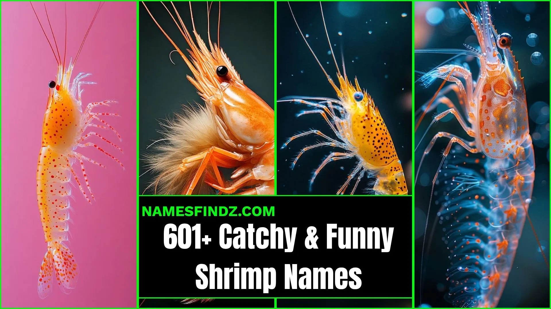 601+ Catchy and Funny Shrimp Names to Make Everyone Smile