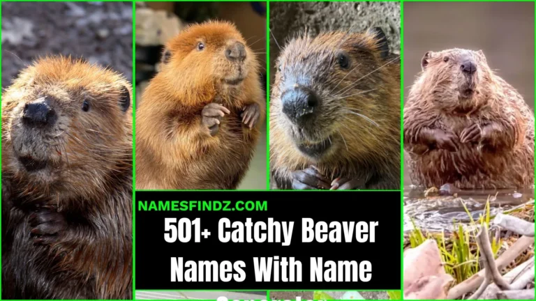 501+ Catchy Beaver Names With Name Generator