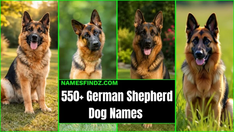 550+ Best German Shepherd Dog Names for Your Pawsome Canine Partner
