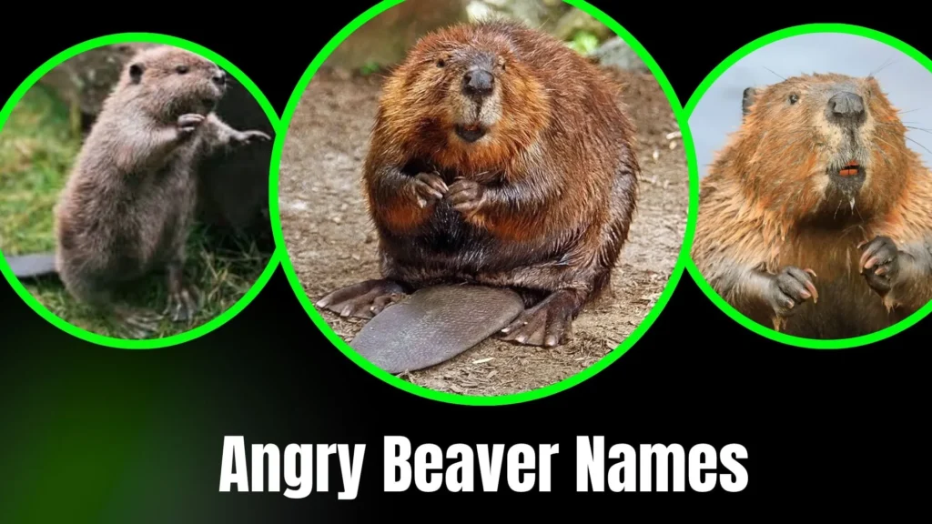 Angry Beaver Names