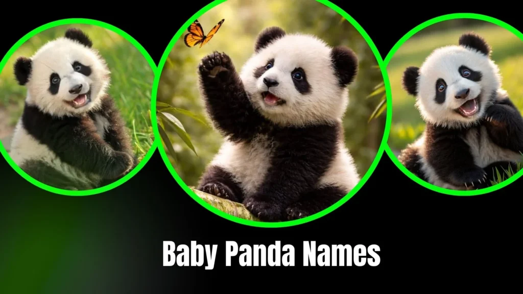 Baby Panda Names