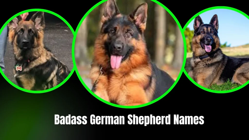 Badass German Shepherd Names