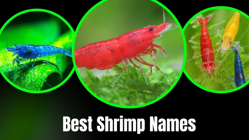 Best Shrimp Names