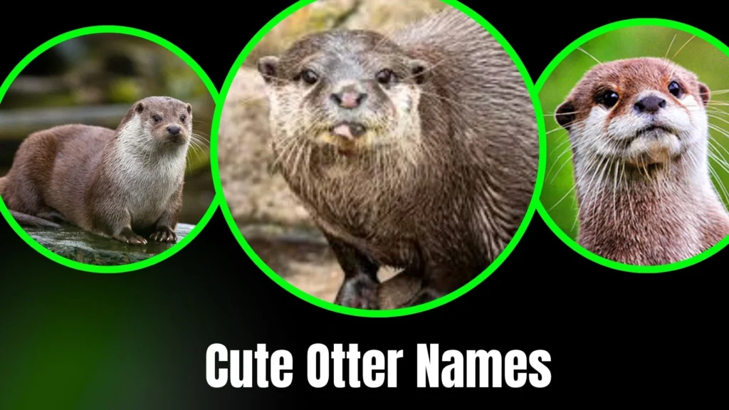 Cute Otter Names