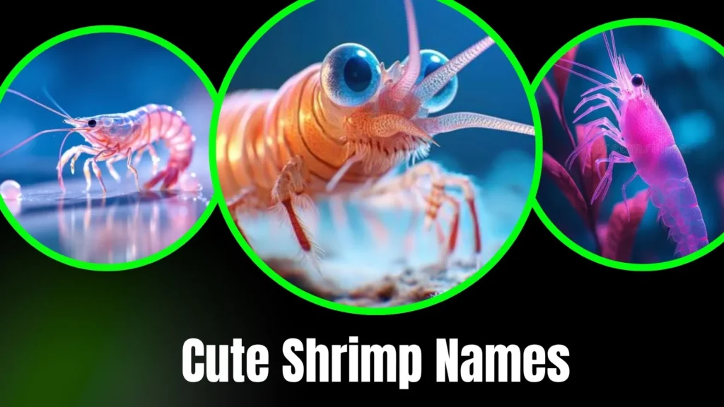 Cute Shrimp Names