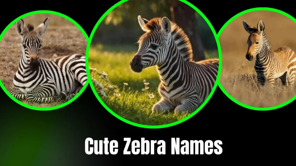 Cute Zebra Names