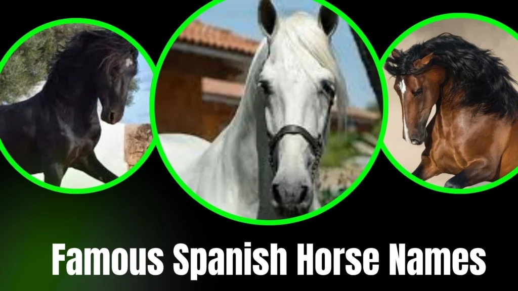 Famous Spanish Horse Names