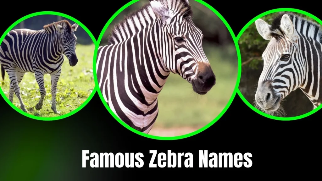 Famous Zebra Names