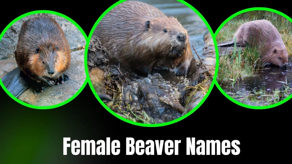 Female Beaver Names