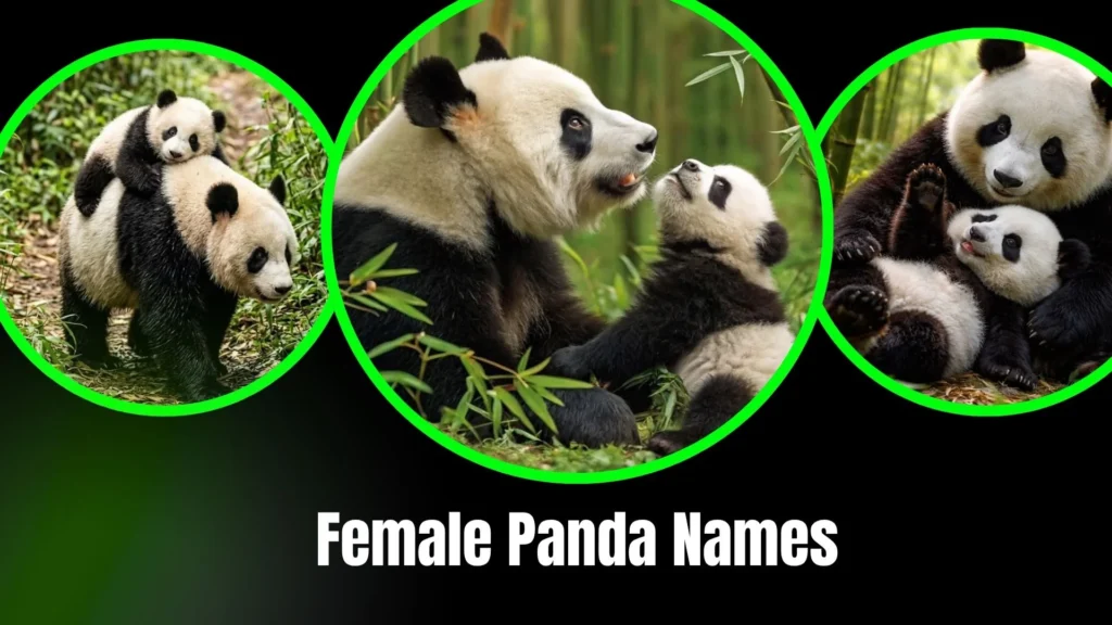 Female Panda Names