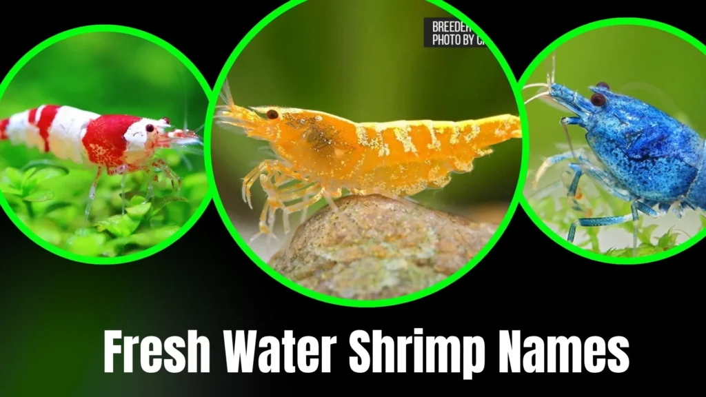 Freshwater Shrimp Names
