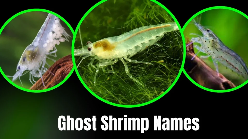 Ghost Shrimp Names