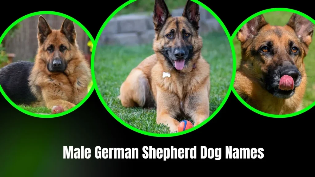Male German Shepherd Dog Names