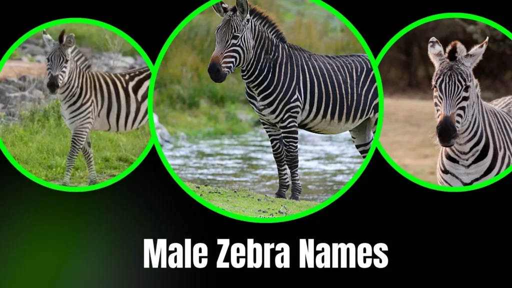 Male Zebra Names