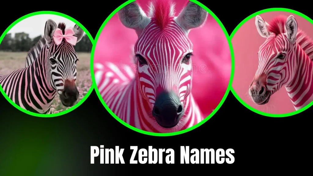 Pink Zebra Names