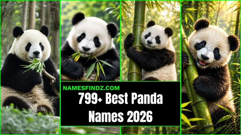 Shocking Secret Behind Panda Names: That Most Pet Owners Never Discover 