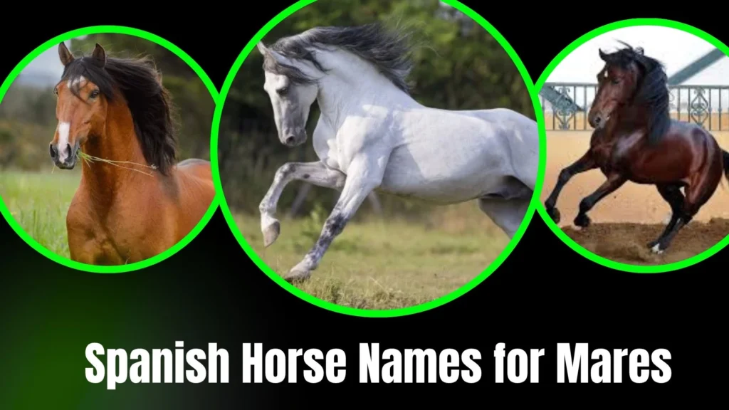 Spanish Horse Names for Mares