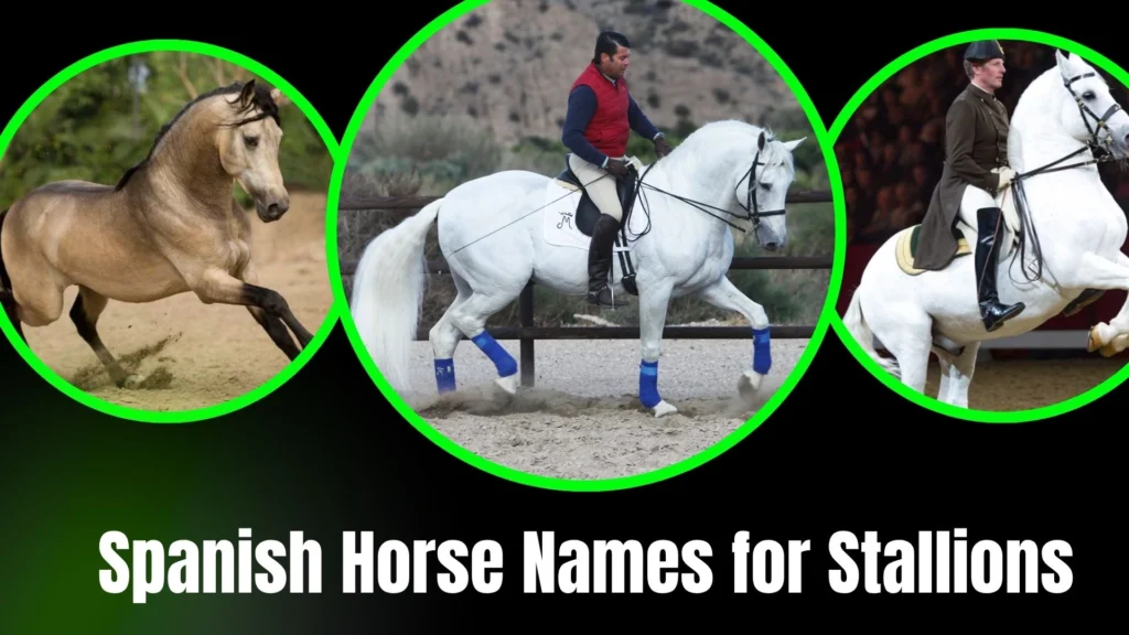 Spanish Horse Names for Stallions