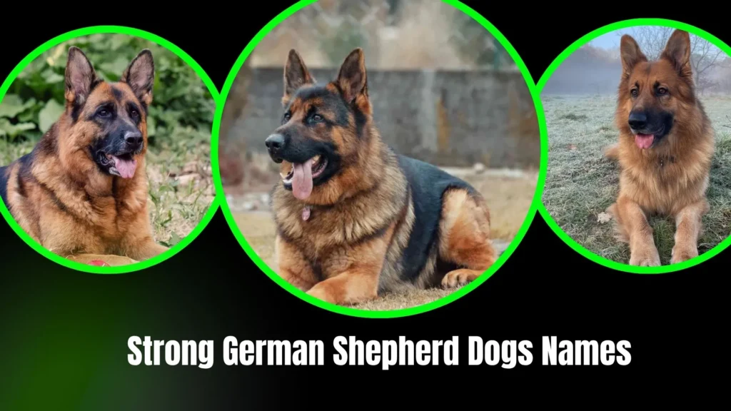 Strong German Shepherd Dog Names