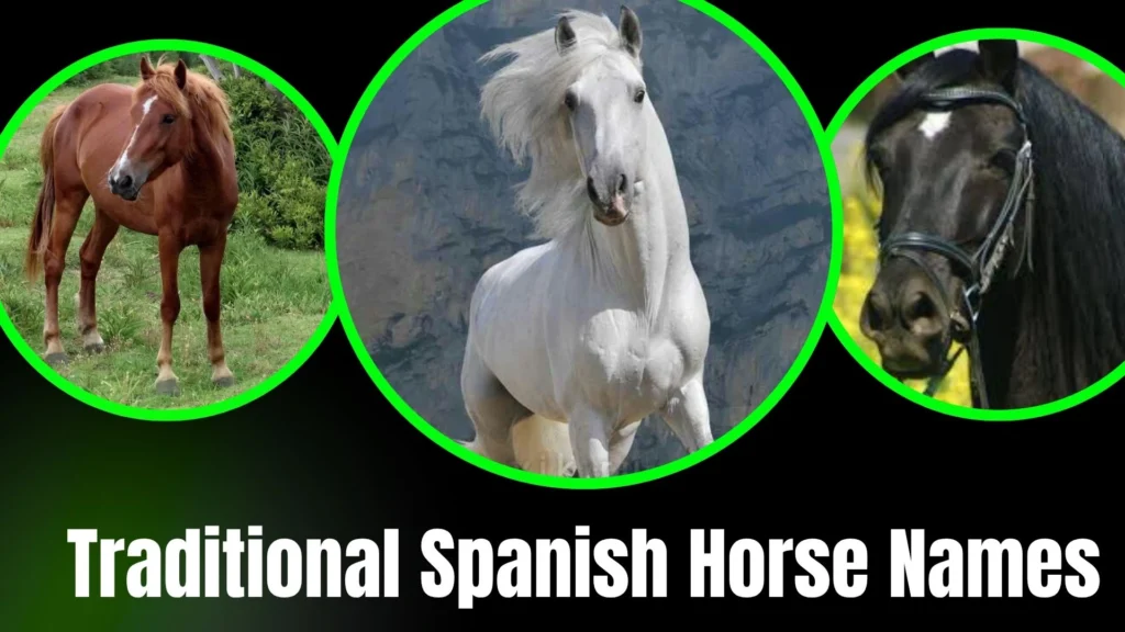 Traditional Spanish Horse Names