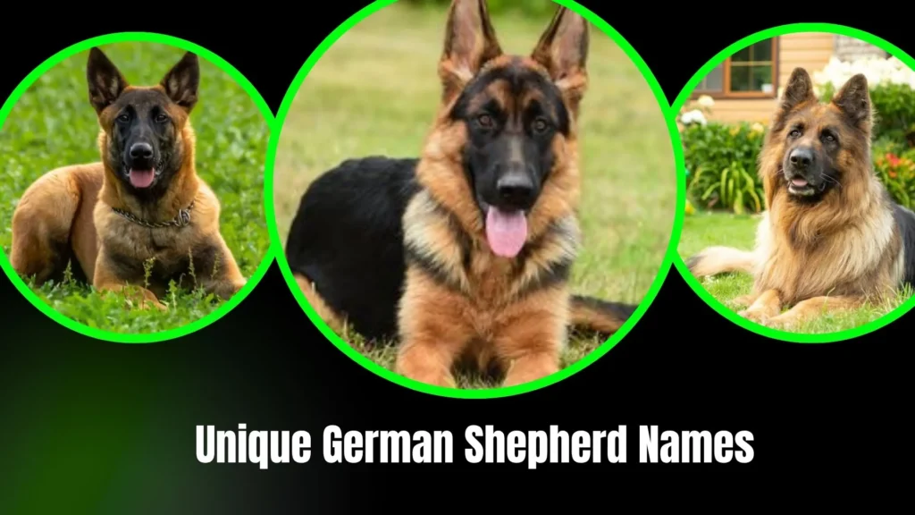 Unique German Shepherd Names to Help Your Dog Stand Out