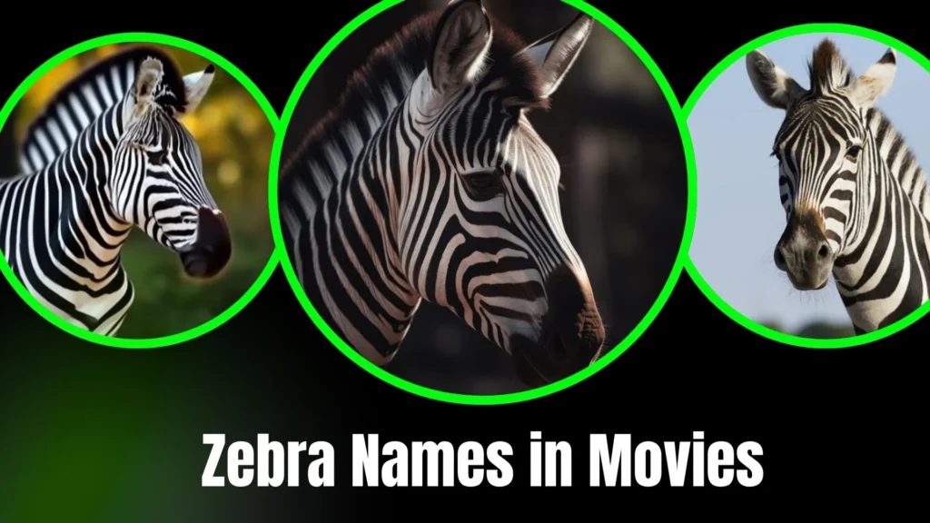 Zebra Names in Movies
